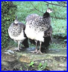 peahens2