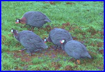 guineafowl