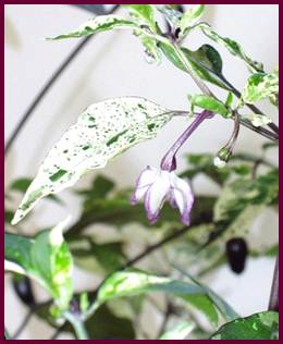 purplechilliflowerleaf