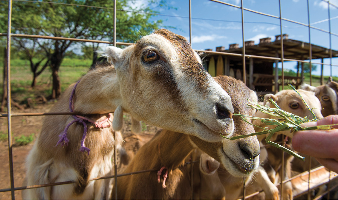 9781628873702_0302_Surfing_Goat_Dairy_Farm_Photography_by_Brian_Lauer_B_CMYK.jpg