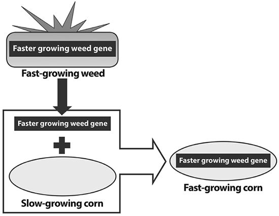 How-to-make-GMO.jpg