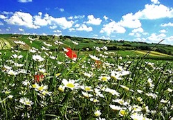 daisies