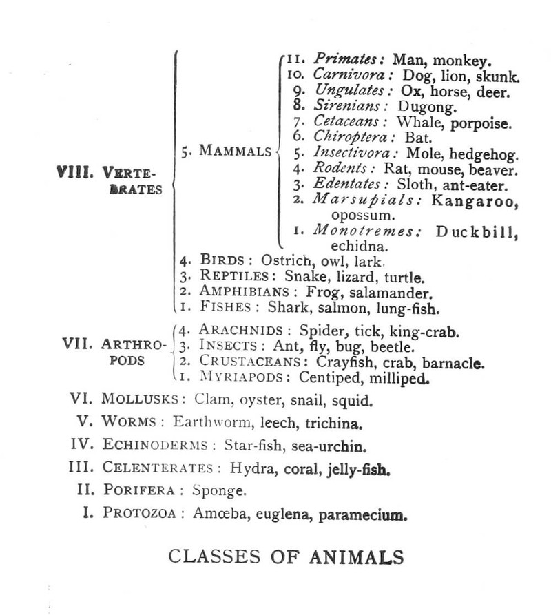 Classes of Animals