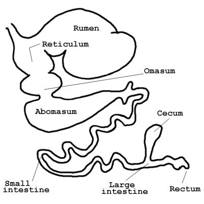 C:\Users\Dell530\Desktop\Cow Country\Diagrams\8.2 - cow stomach.png