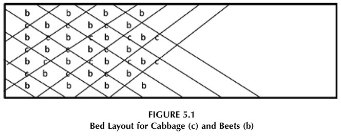 FIGURE 5.1 Bed Layout for Cabbage (c) and Beets (b)