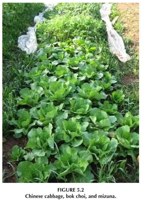 FIGURE 5.2 Chinese cabbage, bok choi, and mizuna.