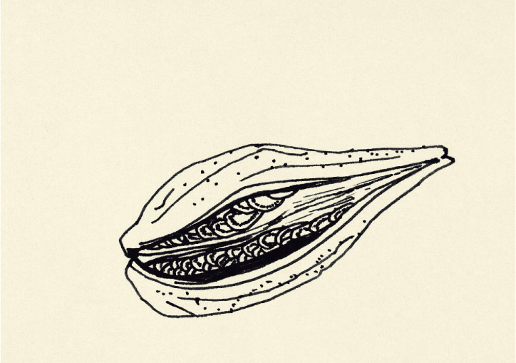Plath_Study_Nut.TIF