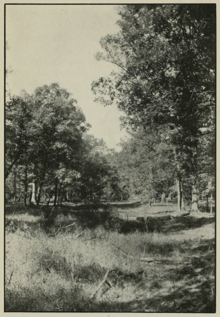 Braddock’s Road in the Woods near Farmington, Pennsylvania