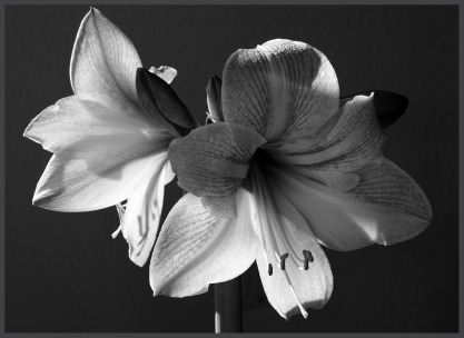 Amaryllis.eps