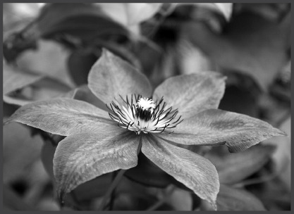 Clematis.eps