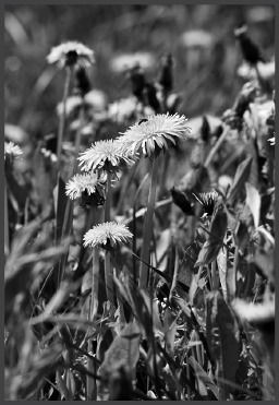 Dandelions.eps