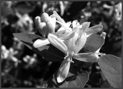 Honeysuckle.eps