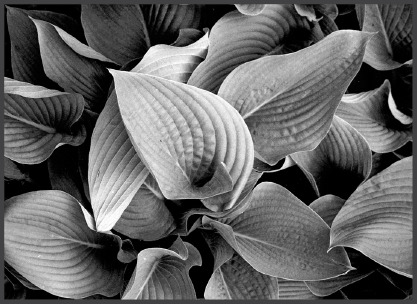 Hosta.eps