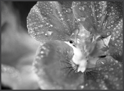 Nasturtium.eps