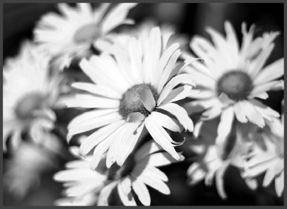 OxeyeDaisy.eps