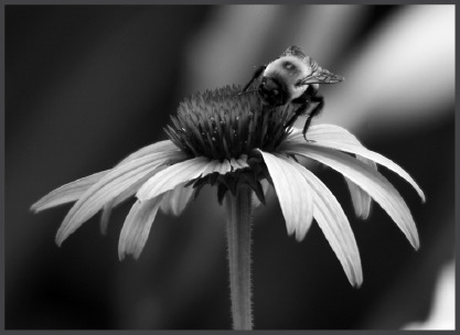 PConeflower.eps