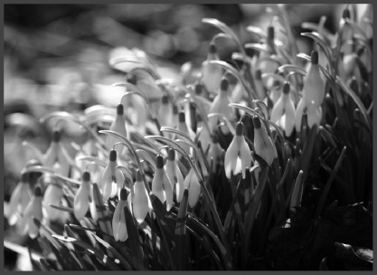 Snowdrops.eps