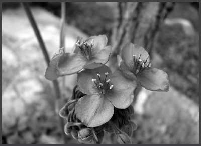 Spiderwort.eps