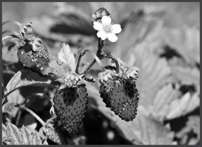 StrawberryBush.eps