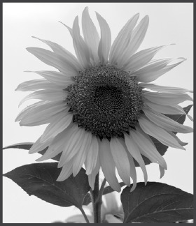 Sunflower.eps