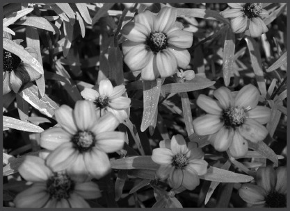 Zinnia.eps