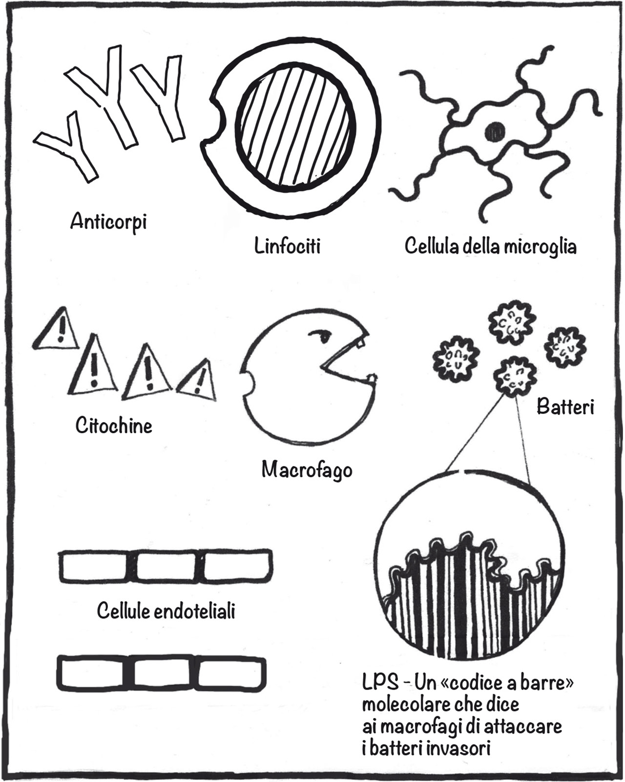 Cellule del sistema immunitario.