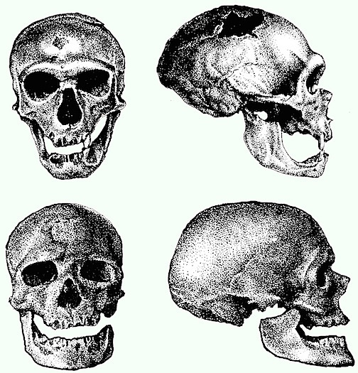 CroMagnonNeanderthalSkull1.jpg