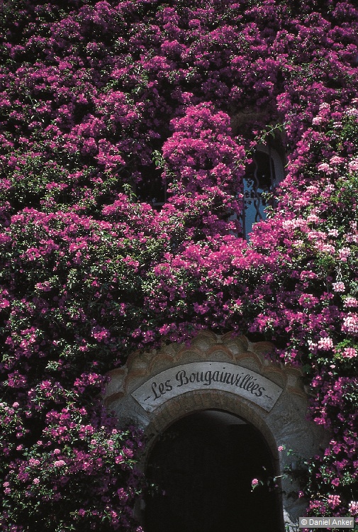 Bougainvillea