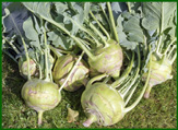 Kohlrabi.jpg