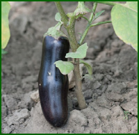 eggplant.jpg