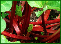 rhubarb.jpg