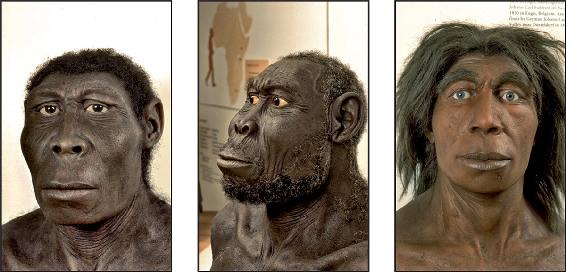 2. I nostri fratelli secondo ricostruzioni ipotetiche (da sinistra a destra): Homo rudolfensis (Africa Orientale); Homo erectus (Asia Orientale); Homo neanderthalensis (Europa e Asia Occidentale). Tutti sono degli umani.