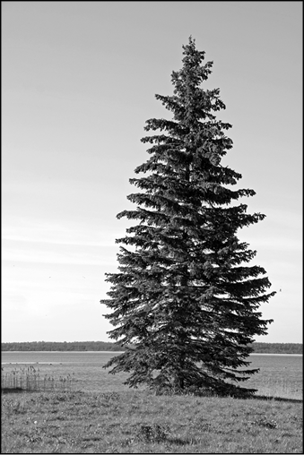 Image135272.tif