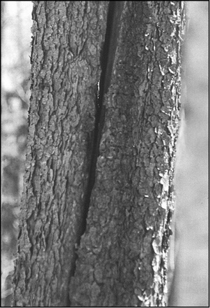 Image135396.tif