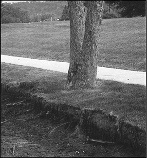 Image135414.tif