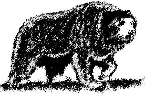 Artists’s sketch of an Arctotherium, an Ice Age bear