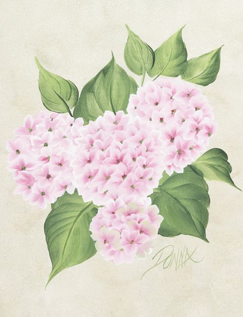 Z0168i-Hydrangea_fmt