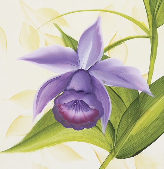 Z0168i-Orchide-06_fmt