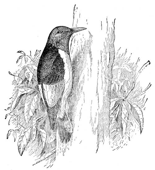 RED-HEADED WOODPECKER