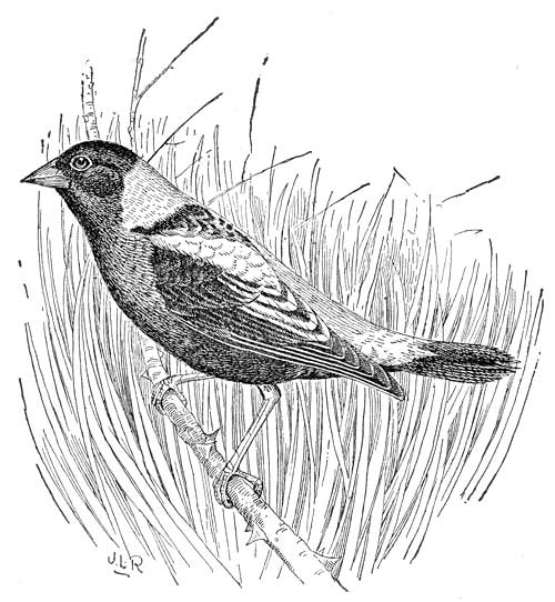 BOBOLINK