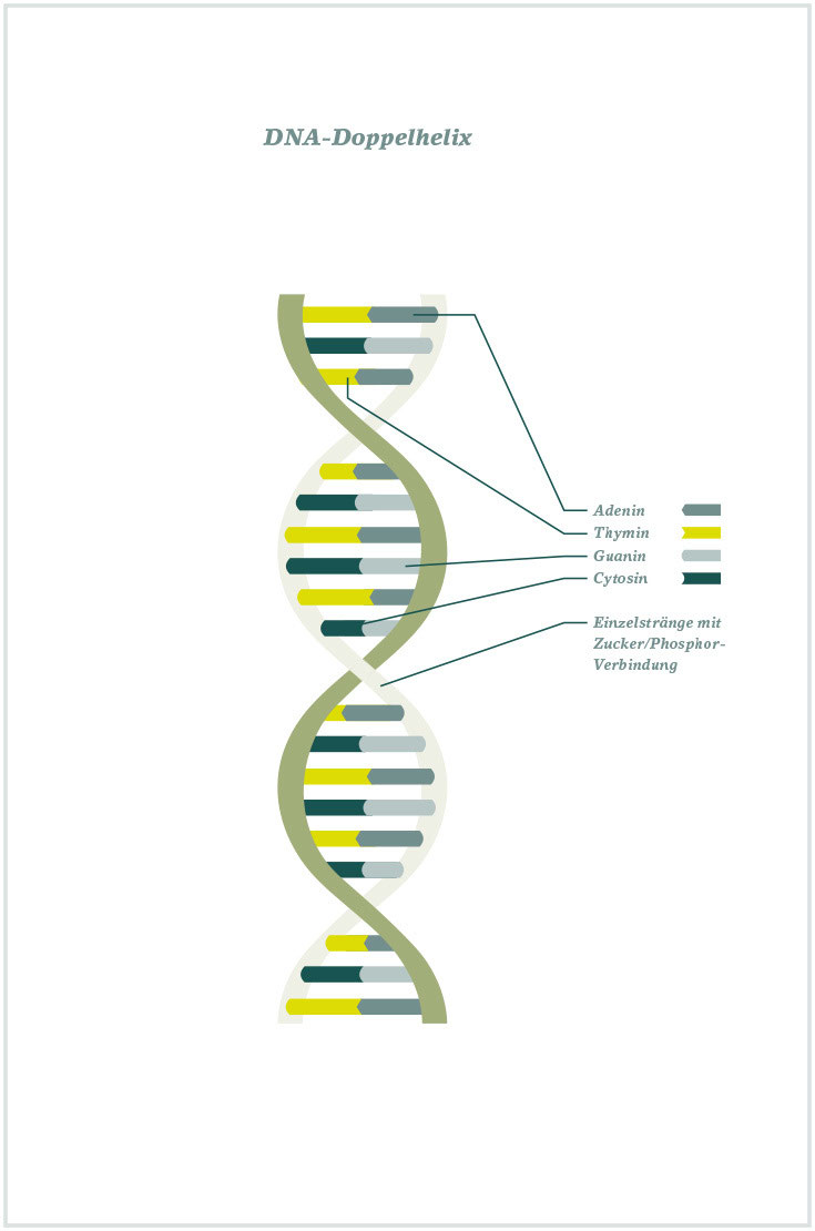 Fig06_DNA-Doppelhelix.jpg