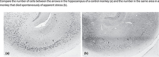 Figure 173