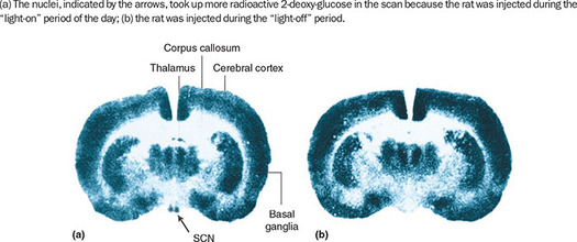 Figure 345