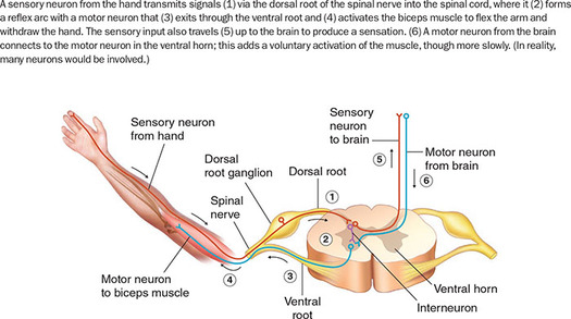 Figure 55