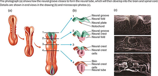 Figure 60