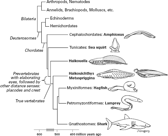 10714_005_fig_0001.jpg