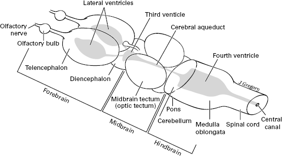 10714_005_fig_0002.jpg