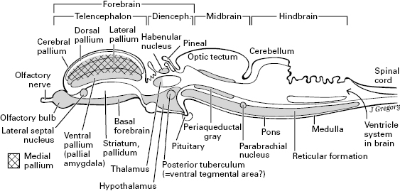 10714_005_fig_0004.jpg