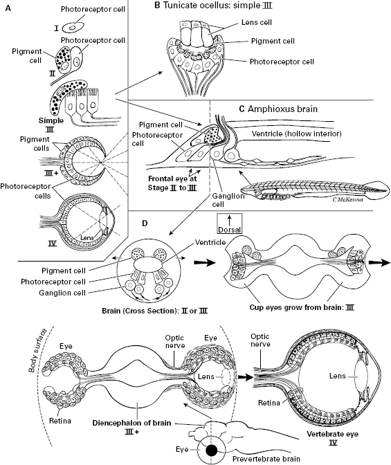 10714_005_fig_0005.jpg