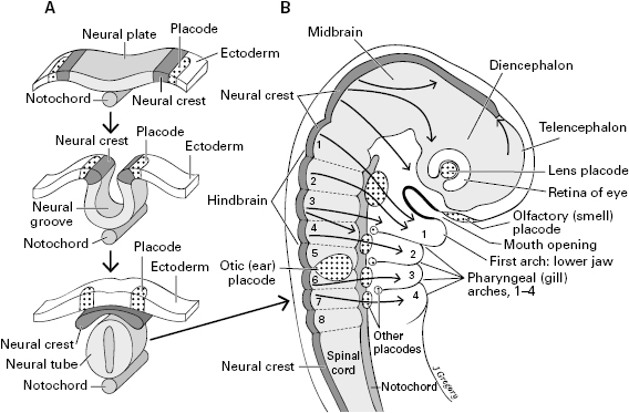 10714_005_fig_0006.jpg